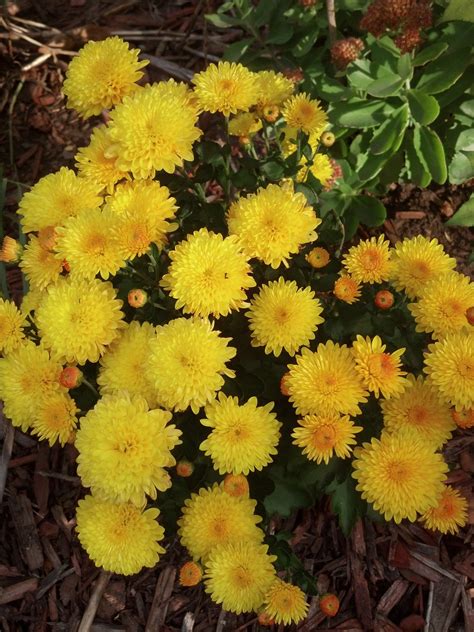 Yellow Mums Planting Flowers Plants Chrysanthemum Flower