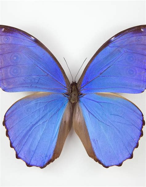 Morpho Didius M A1 Peru Butterfly Art Inc