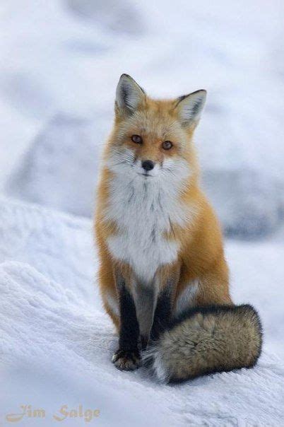 Fox Sitting Pretty Nature Animals Animals And Pets Wild Animals