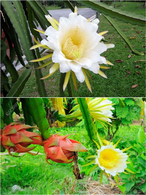 Dragon Fruits Flower Dragon Fruit Flower Dragon Fruit Planting Flowers