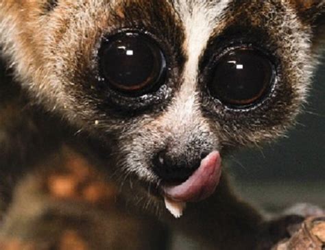 The sublingua ("under-tongue") is a muscular secondary tongue found