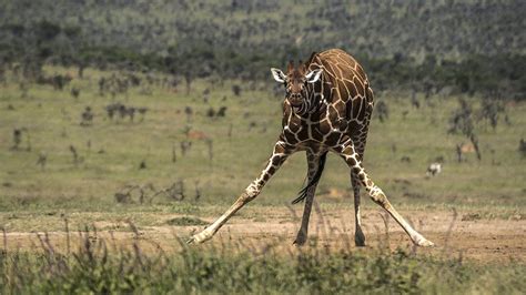 Beverly Joubert On Instagram Drinking Water Is Not Easy For Giraffes