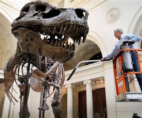 Sue Largest T Rex Skeleton Ever Found Making A Move