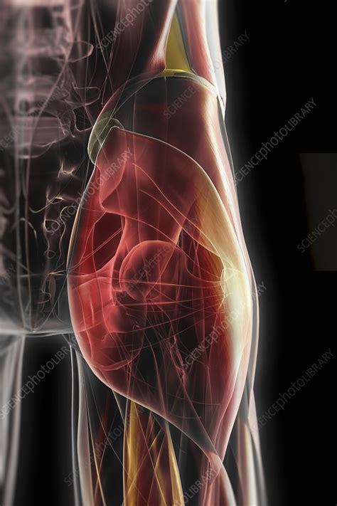 Musculoskeletal Anatomy Of The Hip Stock Image C Science