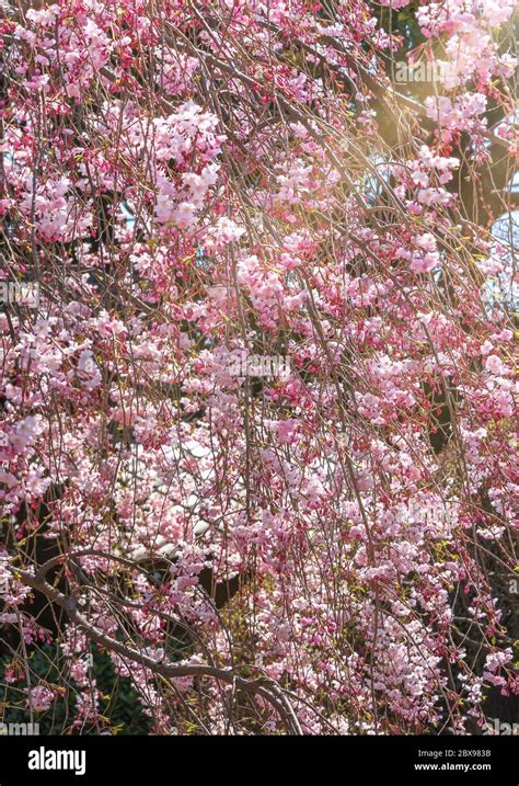 All Over Background Of A Pink Weeping Cherry Blossoms Tree In The