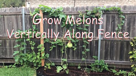 Grow Melons Vertically Along Fence Youtube