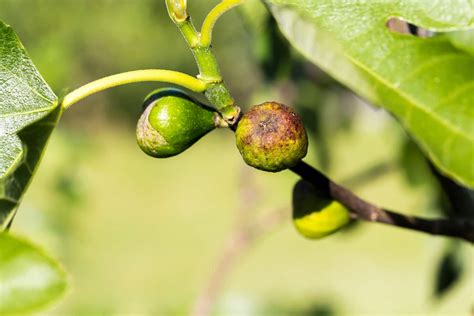 Fighting Fig Tree Diseases A Guide To Diagnosis And Treatment