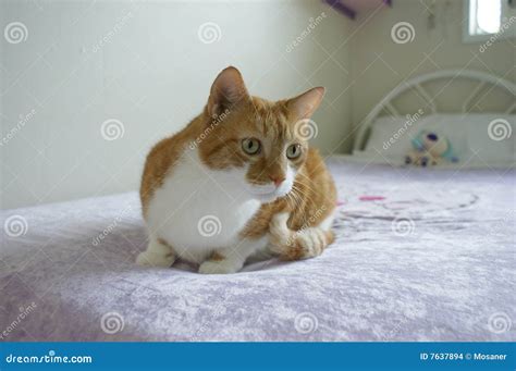 Ginger Tabby Cat Stock Image 18502105