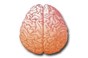 Otak kiri berfungsi sebagai pengendali iq (intelligence quotient) seperti hal perbedaan, angka, urutan, tulisan, bahasa, hitungan dan logika. Mengenal Bagian-bagian Otak dan Fungsinya