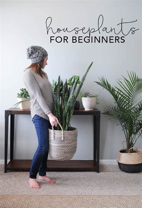 See more ideas about plants, planting flowers, indoor plants. Indoor House Plants: How to Keep House Plants Alive