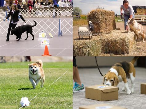 Five Increasingly Popular Dog Sports That Anyone And Any Breed Can Try