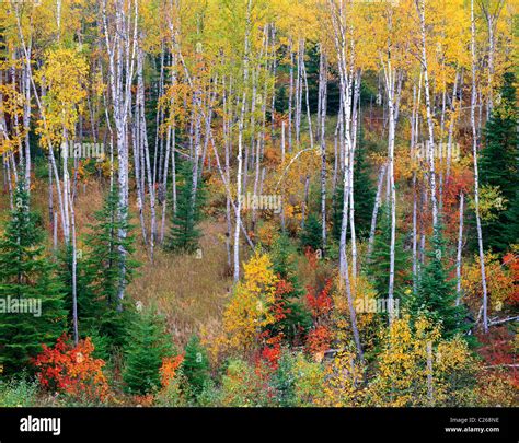 Mixed Coniferous Deciduous Forest Of White Birch Maples Fir And Spruce