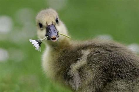 All Funnycutecool And Amazing Animals Funny Duck Images Pictures And