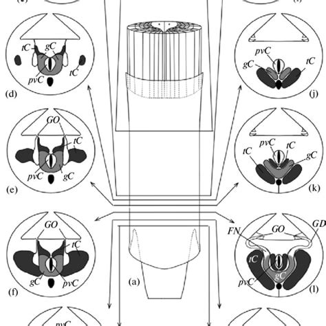 A Scheme Of The Male Reproductive System Structure In Oasisia Alvinae