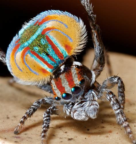 10 Utterly Bizarre Spider Species Sick Chirpse