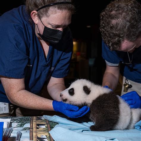 The National Zoos New Giant Panda Cub Mei Xiang Delivers A Miracle
