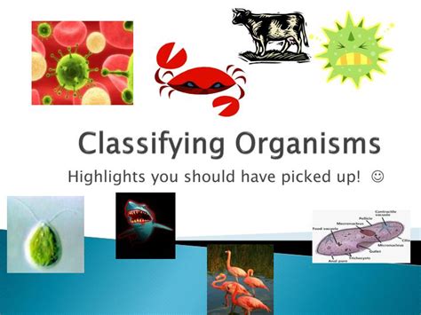 PPT - Classifying Organisms PowerPoint Presentation, free download - ID:2445249