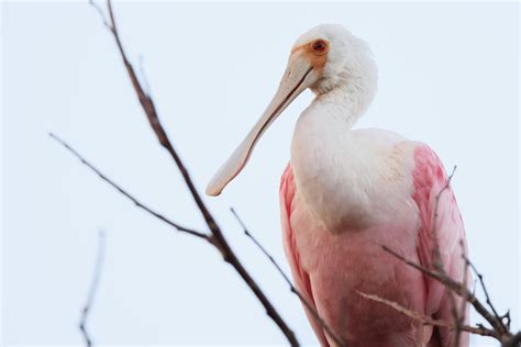 Rare Pink Bird Spotted in Wisconsin for the First Time in 178 Years