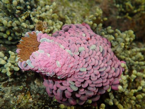 The Wandering Sea Anemone Is The Tumbleweed Of The Ocean Australian