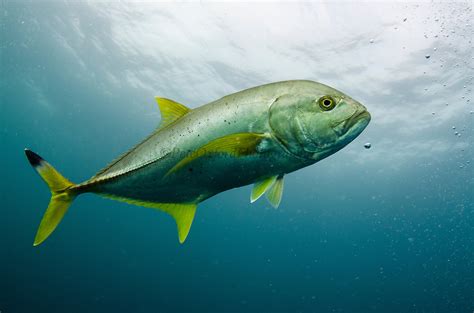 Yellowtail Kingfish