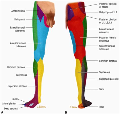 Lower Extremity Nerve Innervation