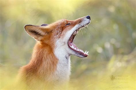 Lazy Fox Is Lazy By Roeselien Raimond Photo 276144211