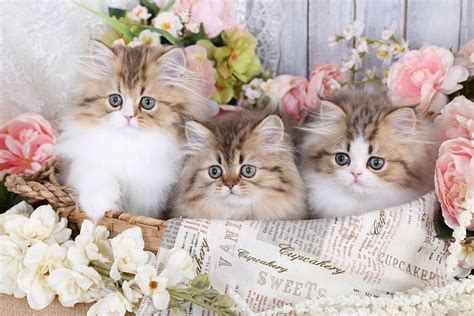 Teacup Persian Kittens For Sale Doll Face Persian Kittens