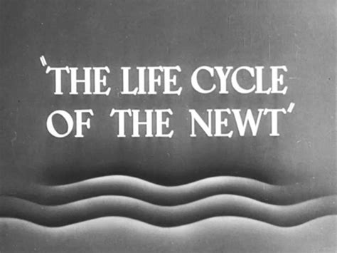 The Life Cycle Of The Newt Life Cycles Life Newt