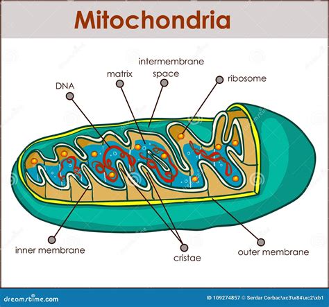 Ilustrador Del Vector Del Corte Transversal De Mitocondrias Ilustración