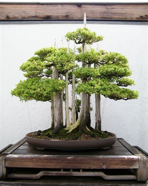 Most Evergreen Beautiful Bonsai Trees Great Inspire
