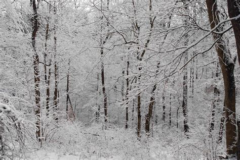 Old Field Studio Today A Walk In The Winter Woods