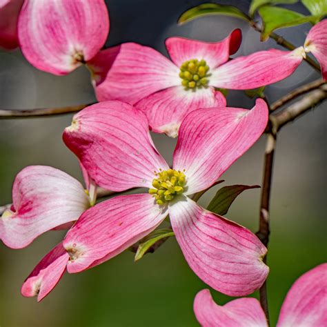 Pink Flowering Dogwood Tree Green Thumbs Garden