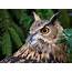 Great Horned Owl Bird Portrait Forest Eyes Eye 