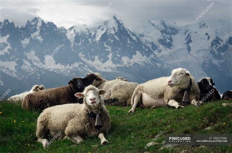 View Of Cute Sheep On Pasture With Mountains In Background — Nature