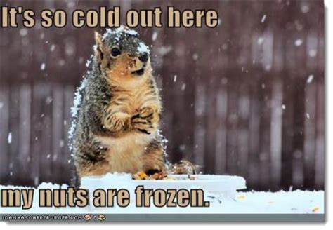 Its So Cold Out Here My Nuts Are Frozen Squirrel Meme Picsmine