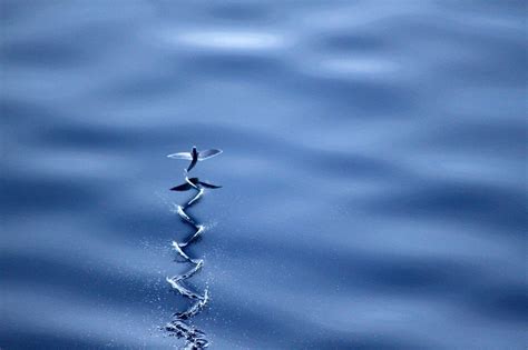 Ikan ini punya nama lain, seperti: Alam Mengembang Jadi Guru: Ikan Terbang - Iwak Indosiar