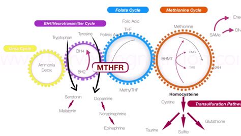 Mthfr And Methylation Practitioner Training By Coleen Walsh