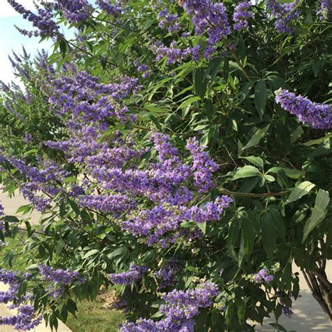 Seeinglooking Purple Flowering Tree In Texas