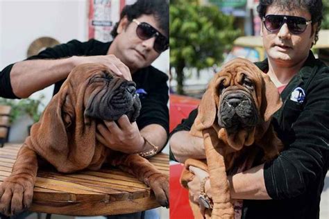 Bangalore Man Buys Korean Mastiff Dog Worth Rs 1 Crore Mastiff Dogs
