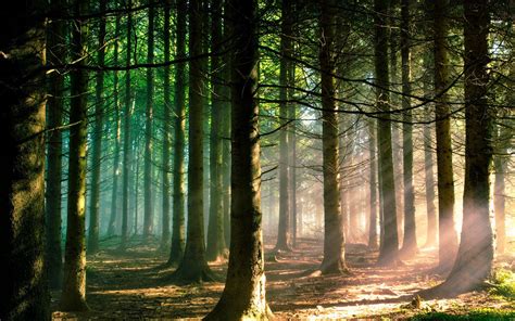Nature Trees Forest Branch Sun Rays Landscape Pine Trees Sunlight Green Wallpapers Hd
