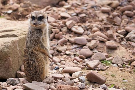 Animal Fur Nature Meerkat Curious Vigilant Mammal Tiergarten