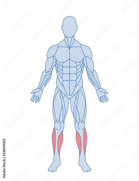Poster Anatomie Fuss Muscles Perenoal Anatomie My Xxx Hot Girl