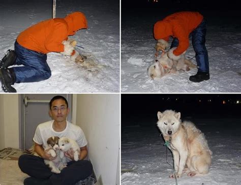 2匹の子犬がもらわれていきました 犬ぞり案内人 山崎哲秀 ー北極圏をテツがゆくー