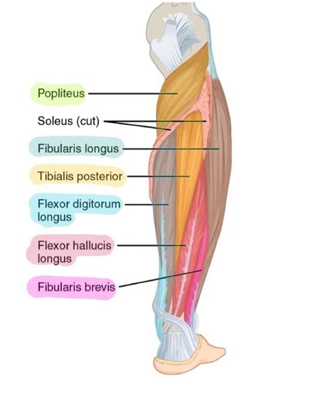 Anterior And Posterior Leg Muscles