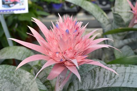 Urn Plant (Aechmea fasciata) in Milwaukee Racine Waukesha Green Bay