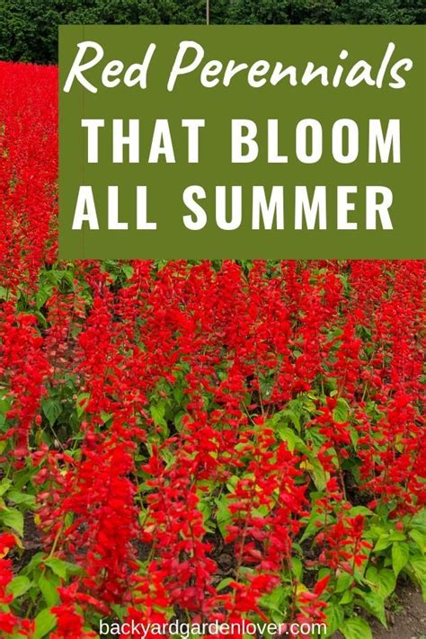 27 Stunning Perennials That Bloom All Summer Red Perennials Red