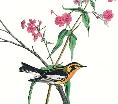 Set Of 3 Prints Botanical Bird Prints Garden Wall Art Etsy