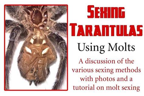 Sexing Tarantulas Using Molts Toms Big Spiders