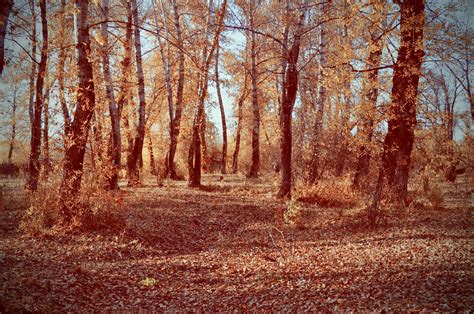 Forest Autumn Free Stock Photo Public Domain Pictures