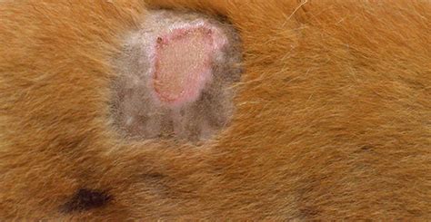 Staph Infections And Your Pet Alpenlofts Veterinary Clinic